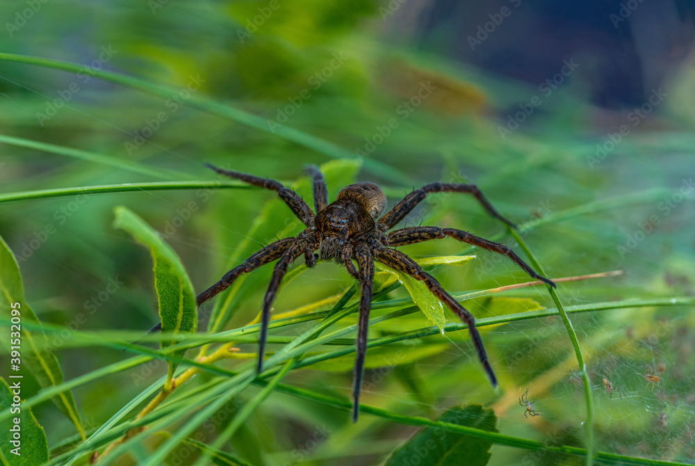 Large Raft spider guarding her baby spiders Large Raft spider guarding her baby spiders