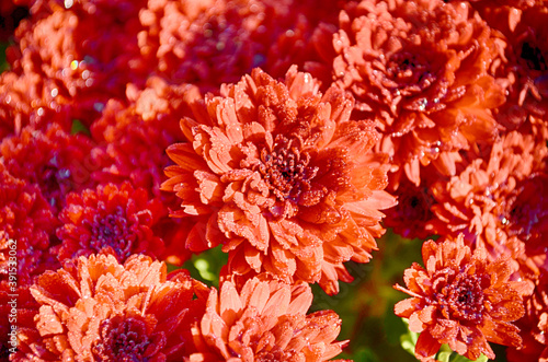 Beautiful chrysanthemum as background picture. Chrysanthemum wallpaper  chrysanthemums in autumn.