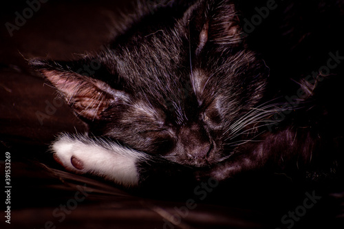 Xloseup shot of a black kitten sleeping photo