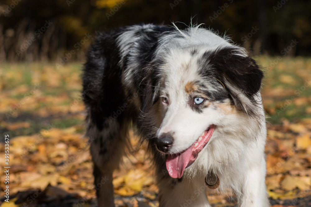 Australian shepherd with open mouth closeup portrait in autumn forest Australian shepherd with open mouth closeup portrait in autumn forest