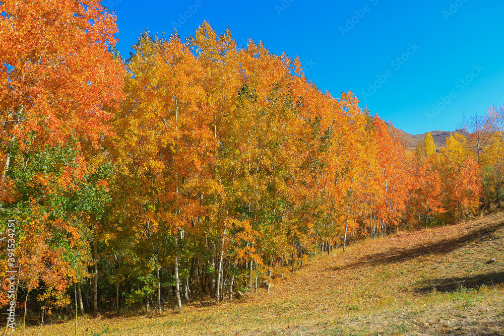 Fototapeta premium autumn trees in the forest