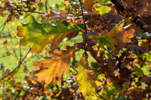 Eichenblätter mit schönster Herbstfärbung im Sonnenschein.