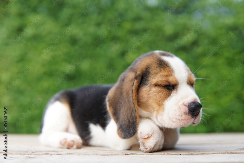 Cute beagle puppy sitting on the wood floor Cute beagle puppy sitting on the wood floor