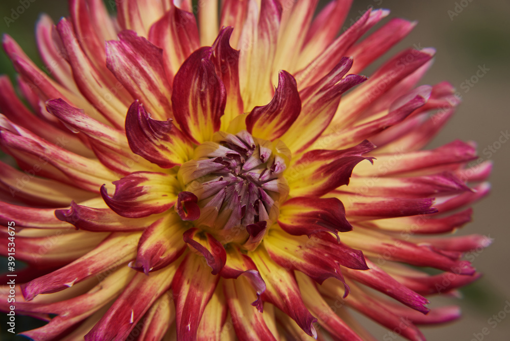 Petals of a beautiful red-yellow dahlia. Macro photography Petals of a beautiful red-yellow dahlia. Macro photography