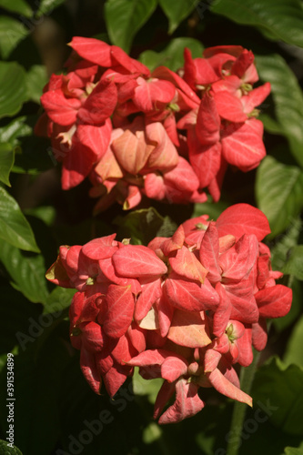 Vertical shot of beautiful mussaenda flowers under the sunlight photo