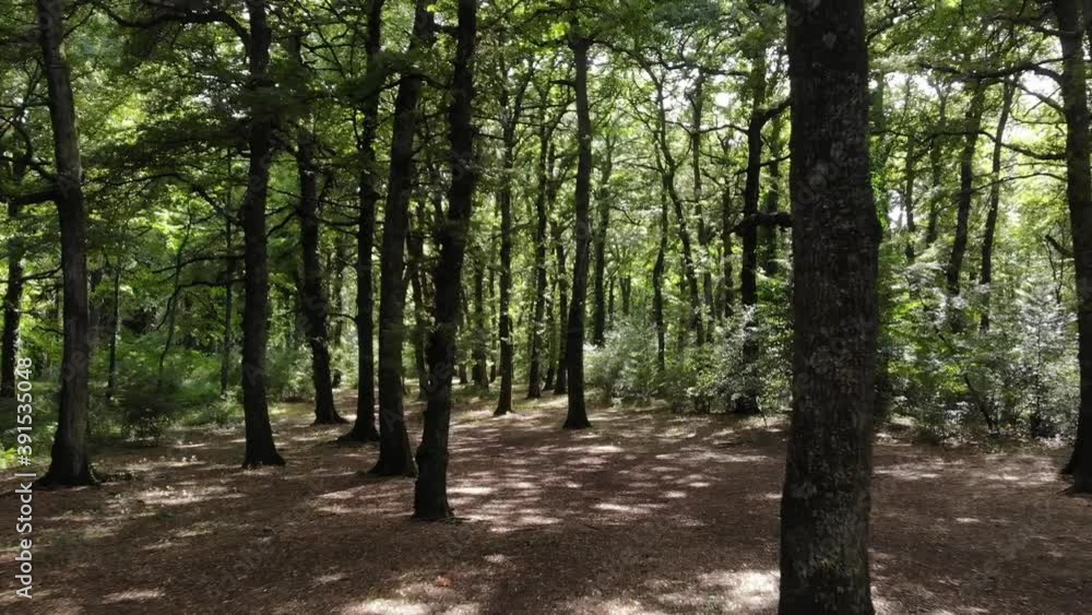 footpath in the woods footpath in the woods