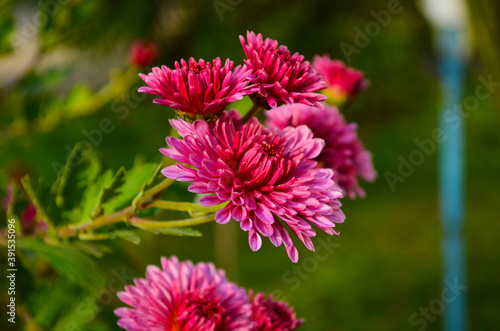 Beautiful chrysanthemum as background picture. Chrysanthemum wallpaper  chrysanthemums in autumn.