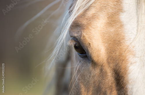 Fotografia Horse head - Close up portrait of a horse - Eyes shut - relaxed - American Quart