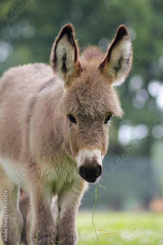 Der Hausesel (Equus asinus asinus) ist ein weltweit verbreitetes Haustier. photo