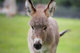Der Hausesel (Equus asinus asinus) ist ein weltweit verbreitetes Haustier.