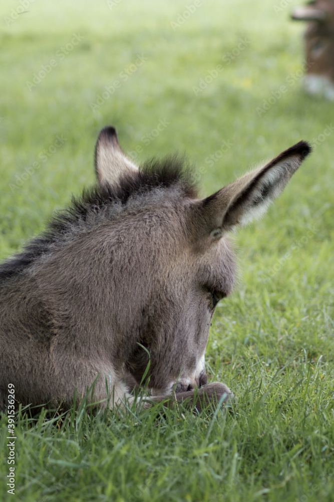 Der Hausesel (Equus asinus asinus) ist ein weltweit verbreitetes Haustier. Der Hausesel (Equus asinus asinus) ist ein weltweit verbreitetes Haustier.