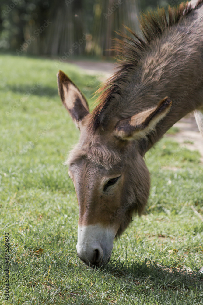 Der Hausesel (Equus asinus asinus) ist ein weltweit verbreitetes Haustier. Der Hausesel (Equus asinus asinus) ist ein weltweit verbreitetes Haustier.