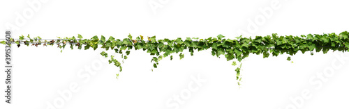 Canvas Print ivy plant on electric wire isolate on white background