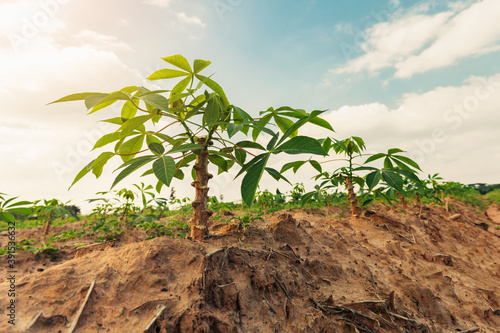 cassava tree in farm and sunset.