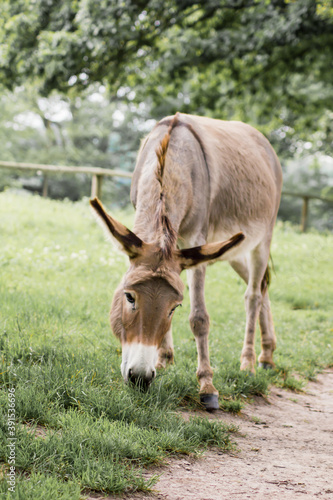 Der Hausesel (Equus asinus asinus) ist ein weltweit verbreitetes Haustier.