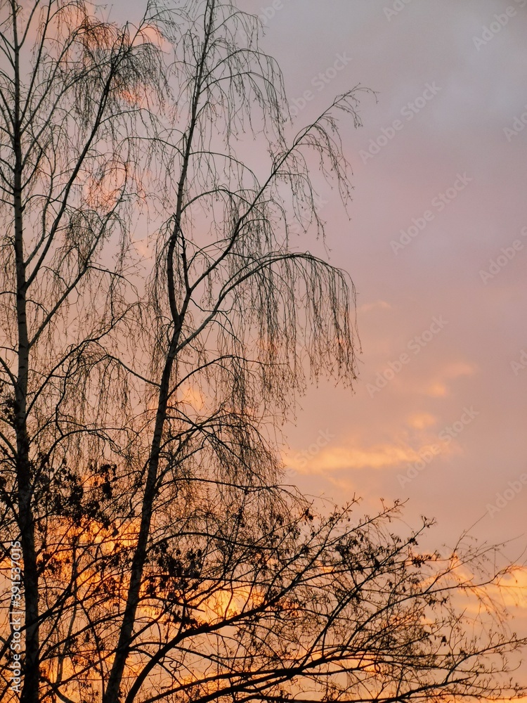 tree, sunset, sky, winter, nature, trees, silhouette, sun, forest, landscape, branch, autumn, evening, bare, sunrise, branches, orange, black, beautiful, clouds, fall, morning, dark, dusk, woods tree, sunset, sky, winter, nature, trees, silhouette, sun, forest, landscape, branch, autumn, evening, bare, sunrise, branches, orange, black, beautiful, clouds, fall, morning, dark, dusk, woods