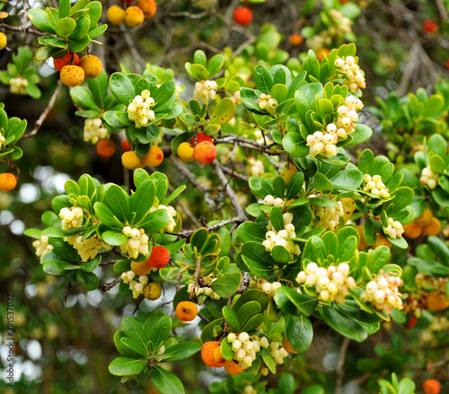 El madroño (Arbutus Unedo) es una especie de arbusto de la familia Ericaceae con frutos amarillos y rojos en otoño