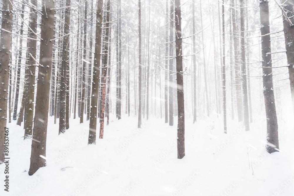 Snowy winter forest background. Spruce trees under snowfall.