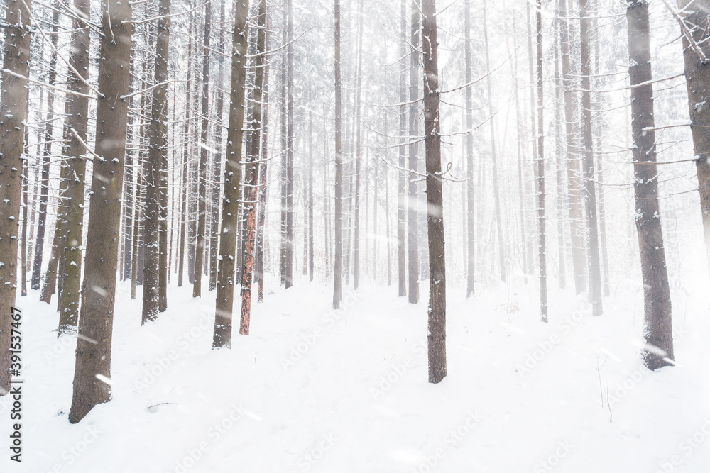 Snowy winter forest background. Spruce trees under snowfall. Snowy winter forest background. Spruce trees under snowfall.