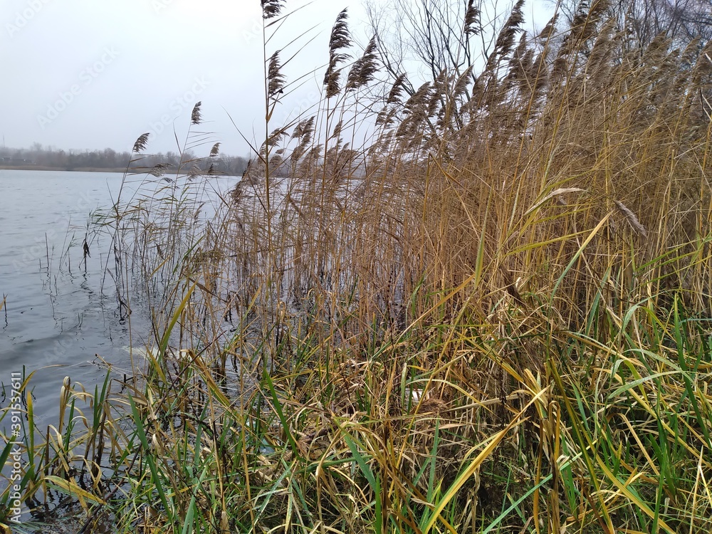 Obraz premium reeds and water