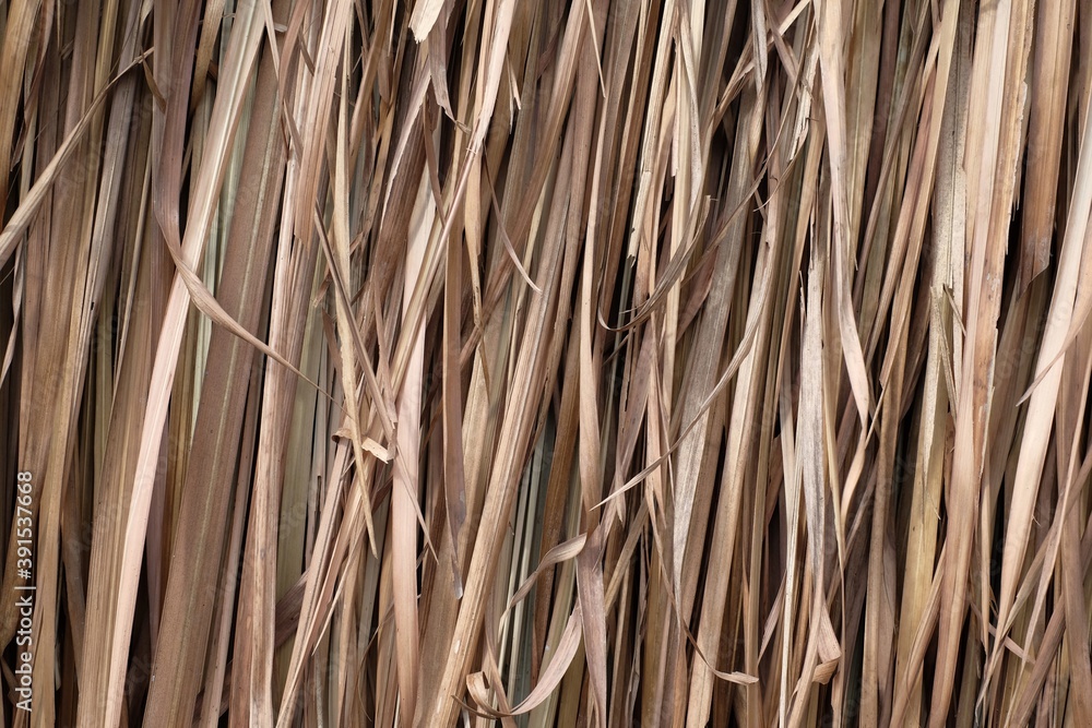 texture background of hey, nature brown dry grass texture background of hey, nature brown dry grass