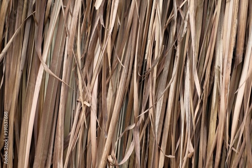 texture background of hey, nature brown dry grass