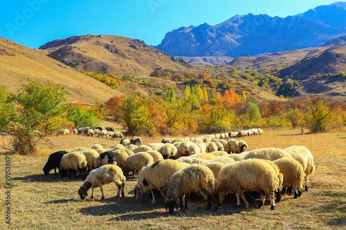 flock of sheep on a meadow