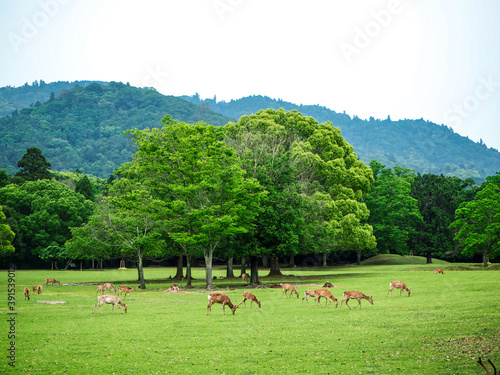 Wallpaper Mural 奈良の鹿 Torontodigital.ca