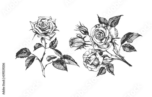 Hand drawn rose flower composition
