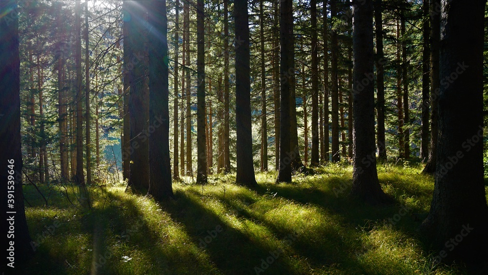 Obraz premium morning in the woods