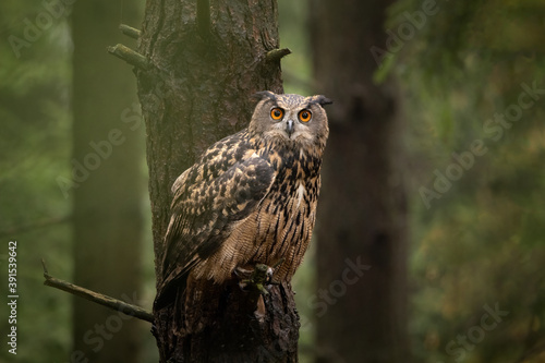 Bubo bubo, a big owl with amazing orange big eyes sitting on a branch. Hiding in a forest, quietly waiting and observing the surroundings.