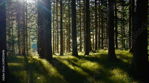 Fototapeta Naklejka Na Ścianę i Meble -  morning in the woods