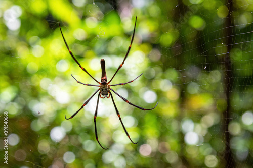 Golden-Orb Spider, Northern Territory, Australia