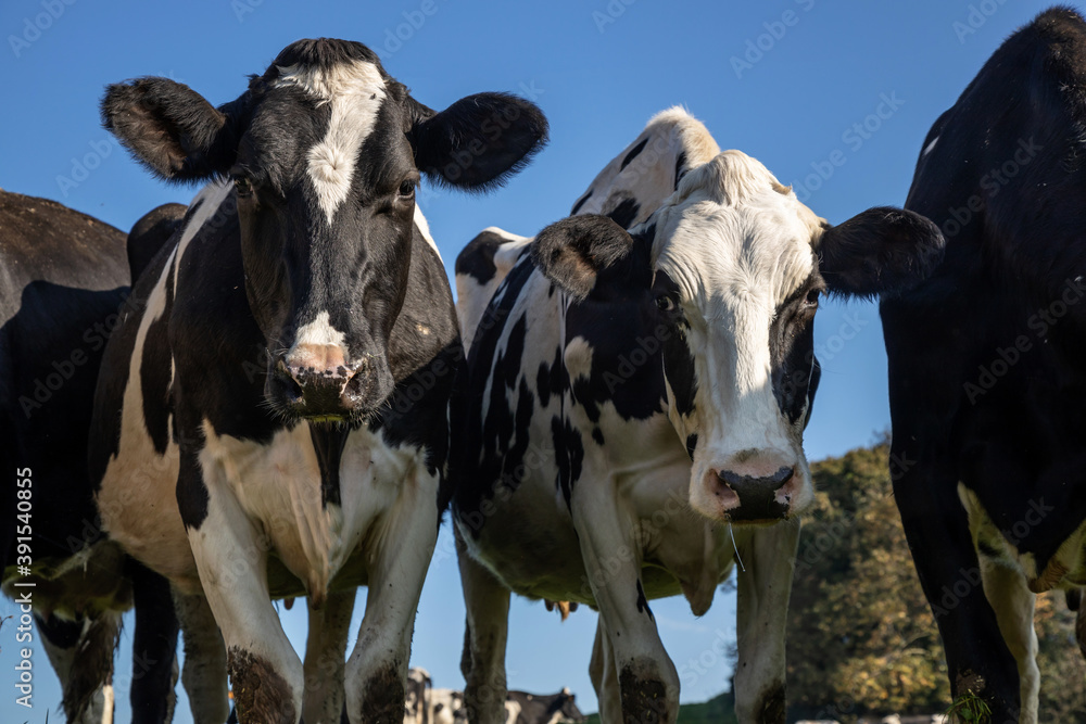 Portrait of two white and black cows Portrait of two white and black cows