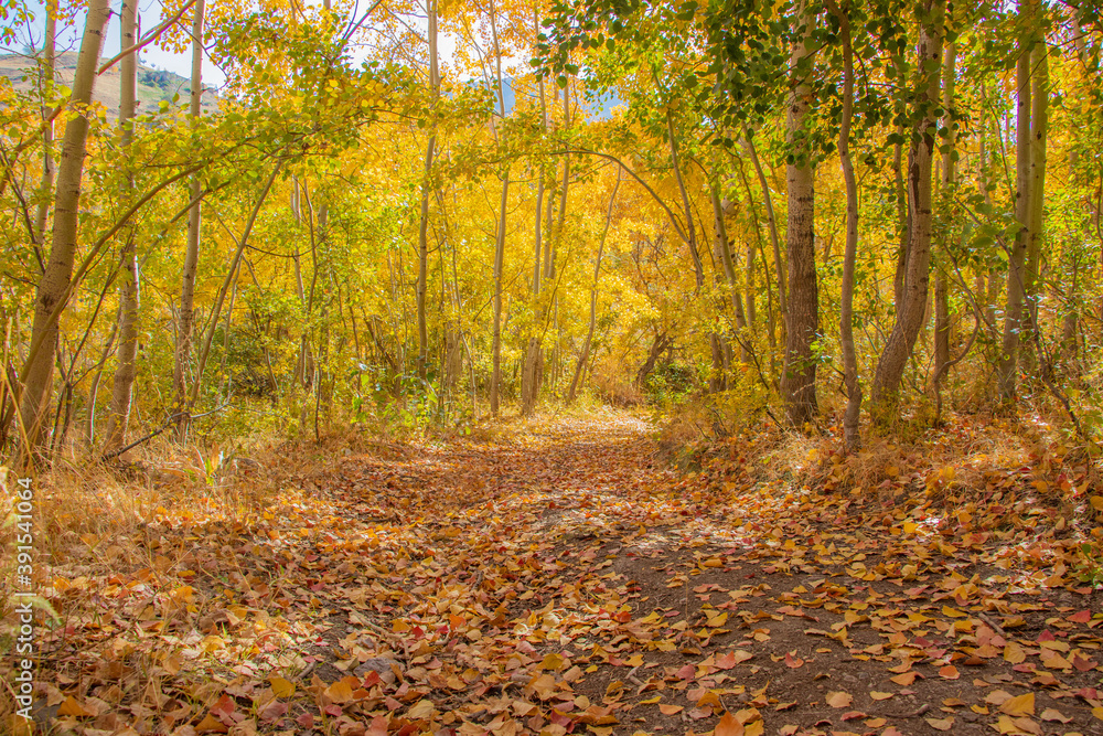 autumn leaves in the park