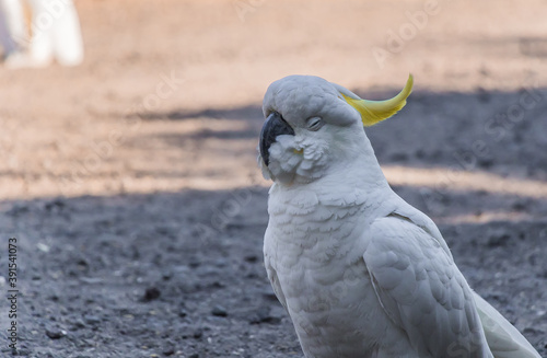 An australian white Sulphur crested cockatoo in Victoria photo