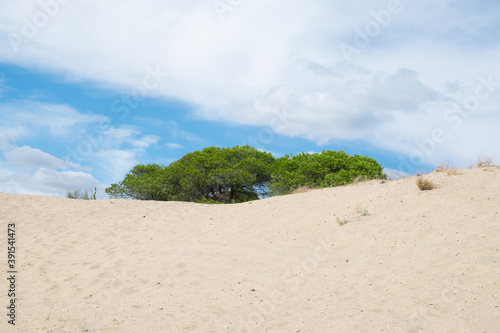 Beautiful tropical landscape beach with green shrub trees