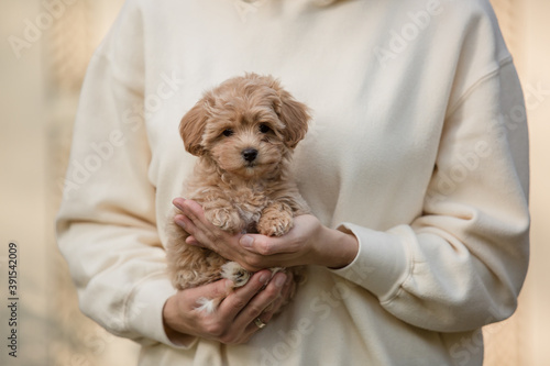 Adorable Maltese and Poodle mix Puppy (or Maltipoo dog)