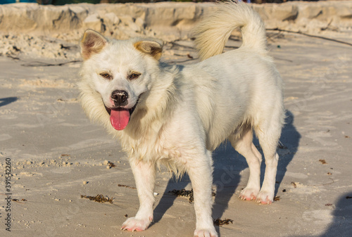 A white dog on a white beach photo