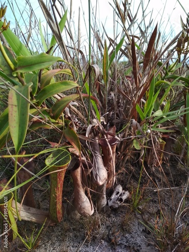Nepenthes