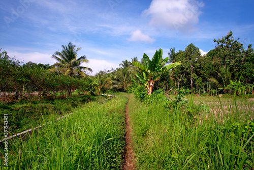 " tropical fields background, horizontal view of the footpath overgrown with weeds" 