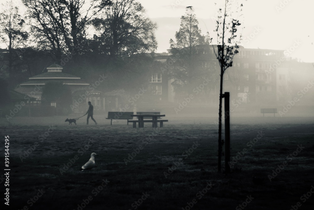 misty morning in the park