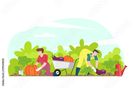 Gardening people gathering harvest  vector illustration. Farmers cartoon characters collecting vegetables in wheelbarrow