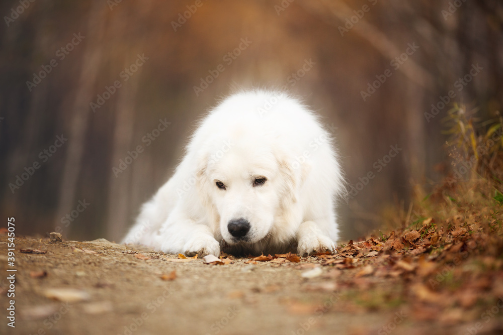 portrait of a white Italian maremmano dog lying in the autumn forest. Big white maremma sheepdog