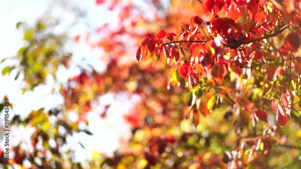 Natural background with orange maple leaves on a tree. Beauty of nature Natural background with orange maple leaves on a tree. Beauty of nature
