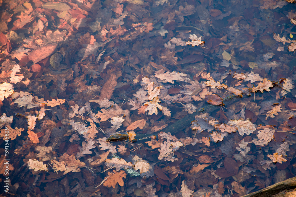 Leaves lying in a lake and rotting
