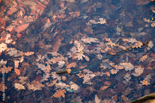 Leaves lying in a lake and rotting