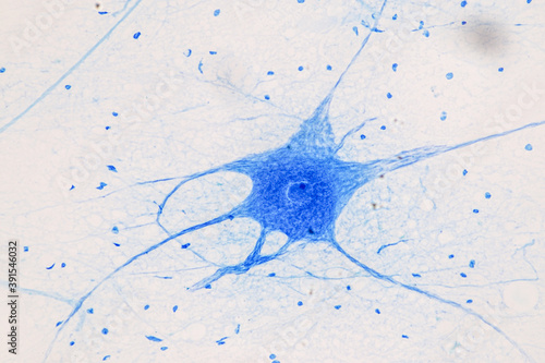 Obraz na plátně Education Spinal cord  and Motor Neuron under the microscope in Lab