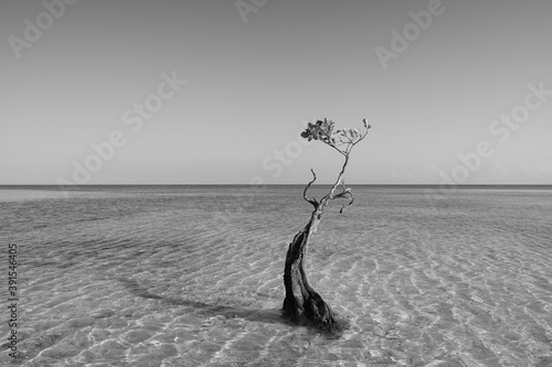 mangrove tree on the walakiri beach, east sumba photo