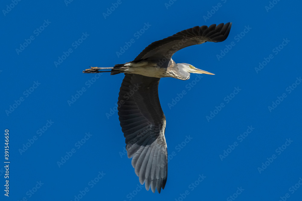 Flying Gray Heron Ardea cinerea Costa Ballena Cadiz Flying Gray Heron Ardea cinerea Costa Ballena Cadiz